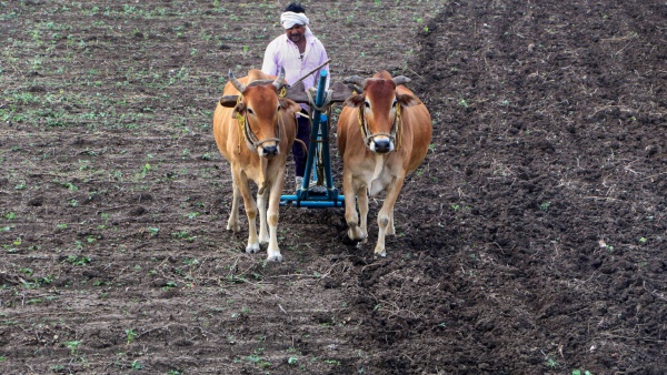 Tips To Farmers For BT Cotton Cultivation