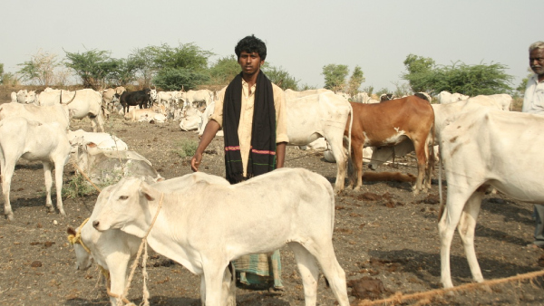 How this Homeless Poor Man Owns 1000 Cows? Know the interesting story