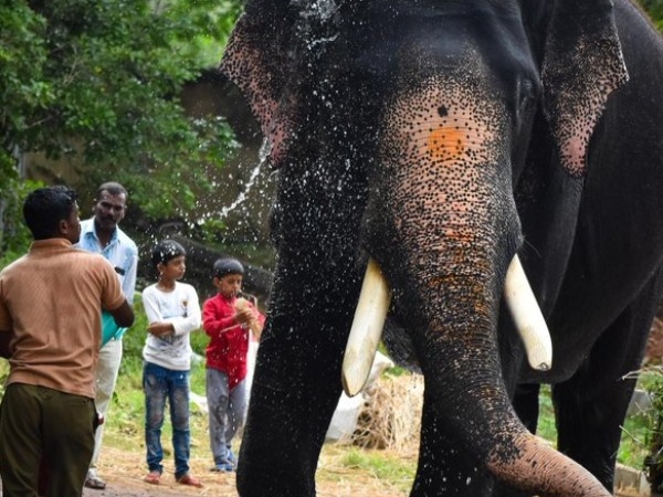 Last Video of Dasara Elephant Arjuna Fighting With Wild Tusker Goes Viral On Social Media Last Video of Dasara Elephant Arjuna Fighting With Wild Tusker Goes Viral On Social Media