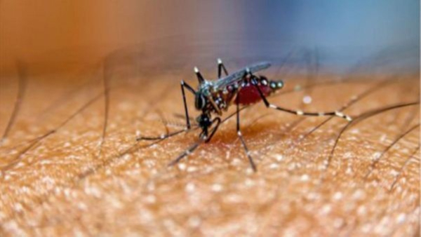 Dengue Cases Increased In Karnataka