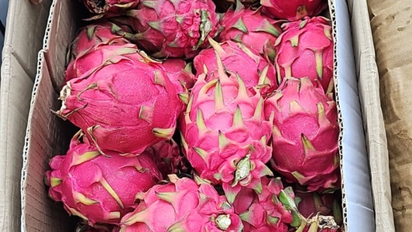 A farmer from Raichur raised dragon fruit crop under Narega grant