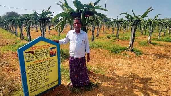 A farmer from Raichur raised dragon fruit crop under Narega grant