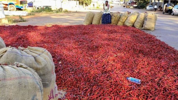 Dry chilli price hike in Raichur district, Know Statistic details