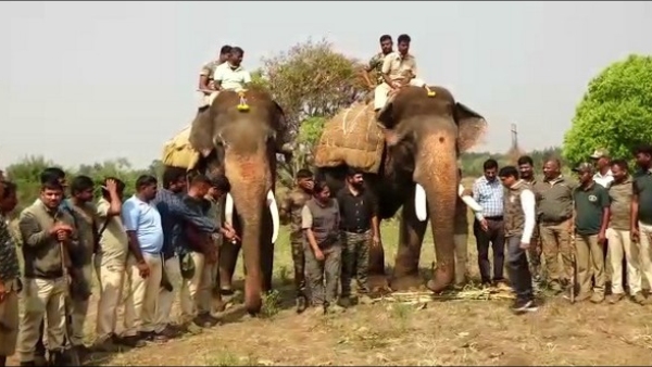 Karnataka Forest Department Revives Operation Jumbo for Wild Elephant Capture 