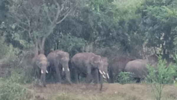 10 Elephants arrived at Chamarajanagar, farmers are worried 