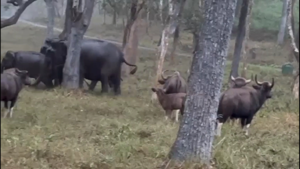 Fight between wild buffaloes and elephants in Biligiriranga Hill route, video viral