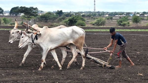 Crop Survey By Mobile Application From December 30