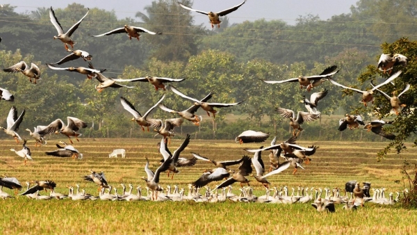 Foreign Birds Have Migrated To Kabini Backwaters For Winter
