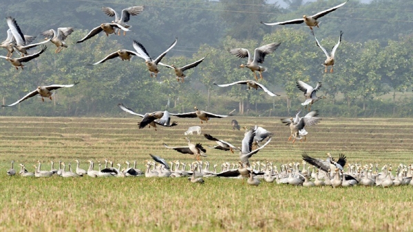 Foreign Birds Have Migrated To Kabini Backwaters For Winter