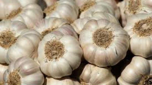 Garlic price hike again in state, know Statistics details