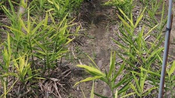 Ginger Cultivation Forest Department Direction For Farmers 