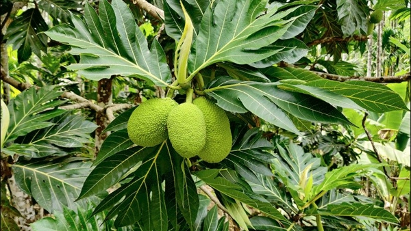 What Are The Health Benefits Of Breadfruit
