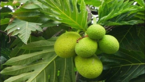 What Are The Health Benefits Of Breadfruit