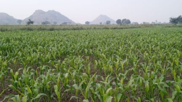 Farmers of Raichur District Will Get Good Yield of Jowar Amid Drought in State