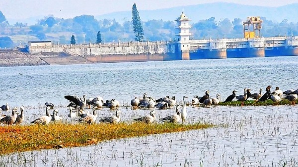 Bar Headed Goose Birds Are Decreasing In Year By Year