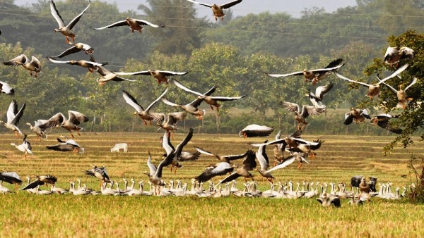 Bar Headed Goose Birds Are Decreasing In Year By Year