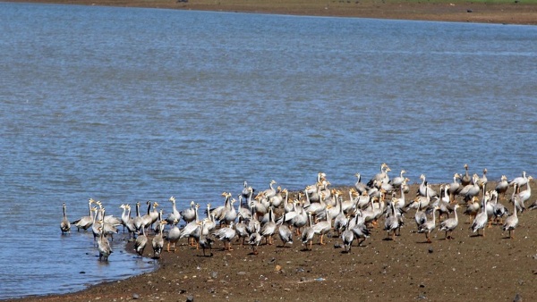 Bar Headed Goose Birds Are Decreasing In Year By Year