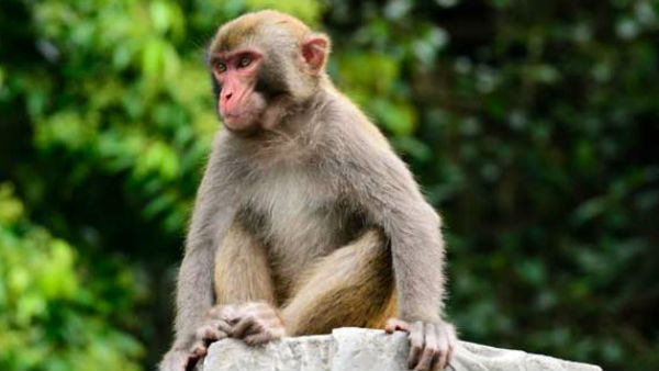 More Than 10 People Suffering From KFD In Uttara Kannada District