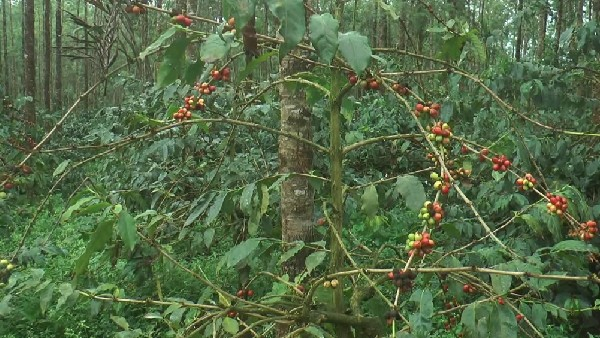 Workers Are Not Available For Coffee Picking In Kodagu