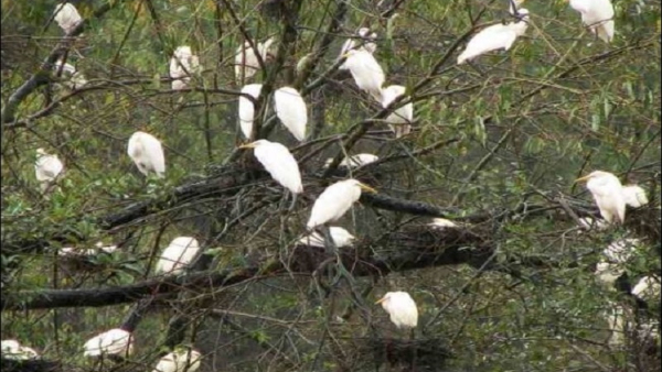 Here Is The Specialty Of Kokrebellur Bird Sanctuary In Maddur Taluk of Mandya District Here Is The Specialty Of Kokrebellur Bird Sanctuary In Maddur Taluk of Mandya District