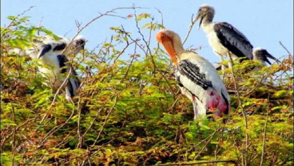 Here Is The Specialty Of Kokrebellur Bird Sanctuary In Maddur Taluk of Mandya District Here Is The Specialty Of Kokrebellur Bird Sanctuary In Maddur Taluk of Mandya District