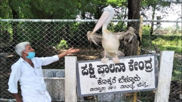 Here Is The Specialty Of Kokrebellur Bird Sanctuary In Maddur Taluk of Mandya District Here Is The Specialty Of Kokrebellur Bird Sanctuary In Maddur Taluk of Mandya District