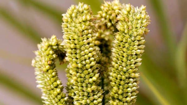Market price of millet above minimum support price: Farmers reluctant to sell millet