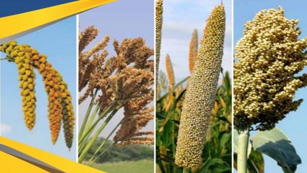 Market price of millet above minimum support price: Farmers reluctant to sell millet