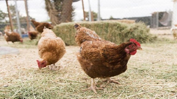 KR Nagar taluk Sankanahalli People Do Not Eat Meat, Do Not Drink Alcohol