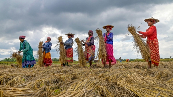 Paddy Purchases Under MSP Farmer Registration Come Down 