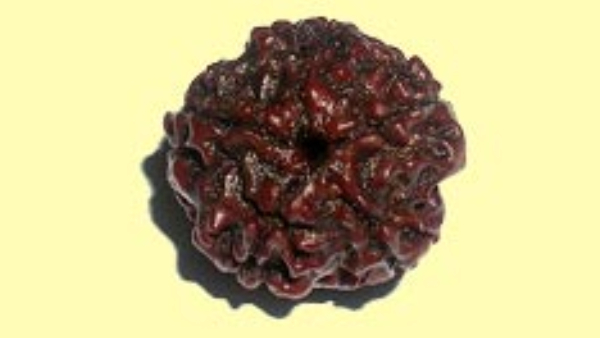 Panch mukhi rudrakshi know the interesting facts important benefits in kannada