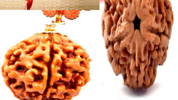 Panch mukhi rudrakshi know the interesting facts important benefits in kannada