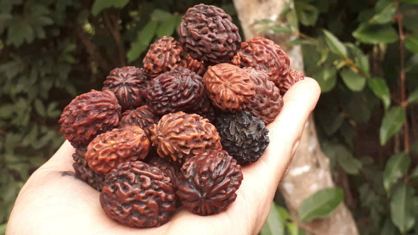 Panch mukhi rudrakshi know the interesting facts important benefits in kannada