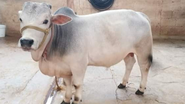 Worlds smallest punganur cow milk specialty in kannada