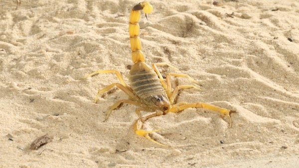 Price of scorpion is higher than gold: 5 liters of scorpion venom is sold for 32 crores!