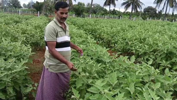 Poor seed sowing: ₹1,50,000 lost to farmer from seeds company in Hasaguli