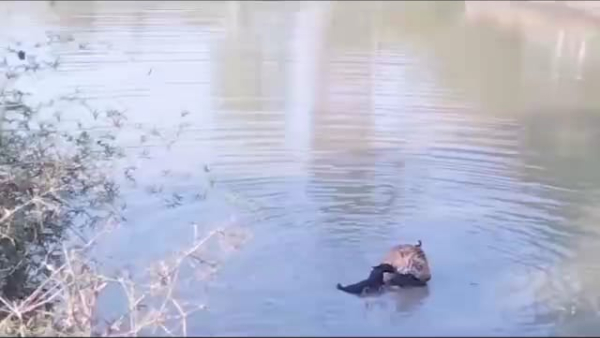 Gundlupete: Fight between bear and tiger, video viral