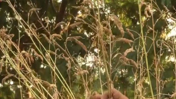 Toor Dal Crop Price Has give Economic Strength to Farmers, How Much Market price, check details