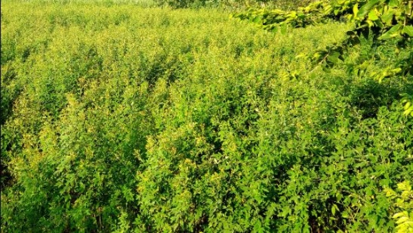 Toor Dal Crop Price Has give Economic Strength to Farmers, How Much Market price, check details