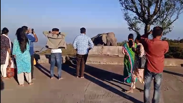 Tourists clicked selfie with elephant at Gopalaswamy Hill, video viral