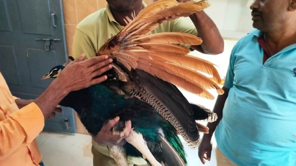 Treatment Given to Peacock at Taranagar Primary Health Centre