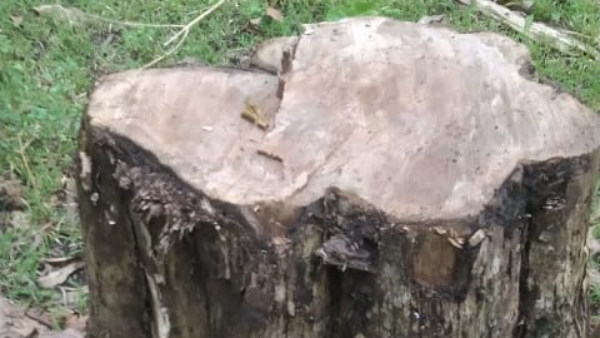 Tree Cut At Bhadra Wildlife Sanctuary Three Officials Suspend