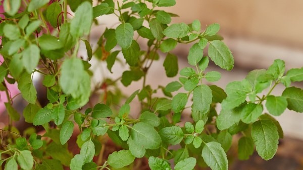 Vastu tips in kannada never do these mistakes if you have a tulsi plant at home Vastu tips in kannada never do these mistakes if you have a tulsi plant at home