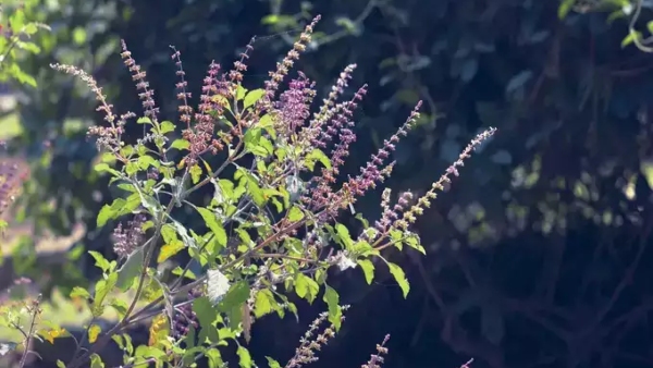 Vastu tips in kannada never do these mistakes if you have a tulsi plant at home Vastu tips in kannada never do these mistakes if you have a tulsi plant at home