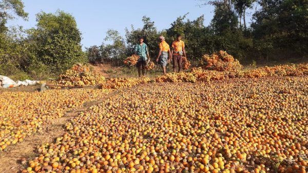 Untimely Rains Destroy The Areca Nut Crops In Uttara Kannada