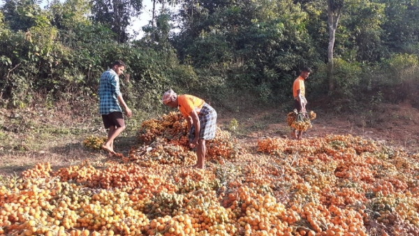 Uttara Kannada Farmers Are Not Registered In Fruits software