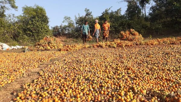 Untimely Rains Destroy The Areca Nut Crops In Uttara Kannada