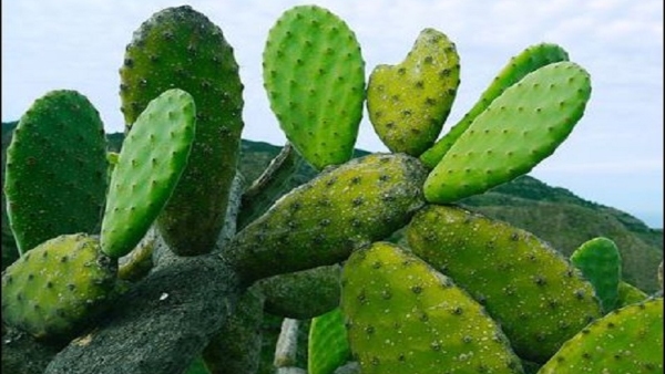 What Are The Benefits Of Cactus Plant