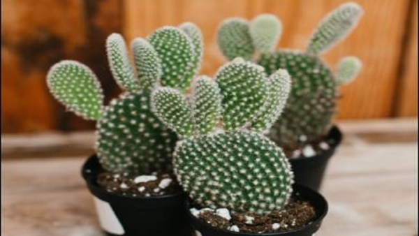 What Are The Benefits Of Cactus Plant
