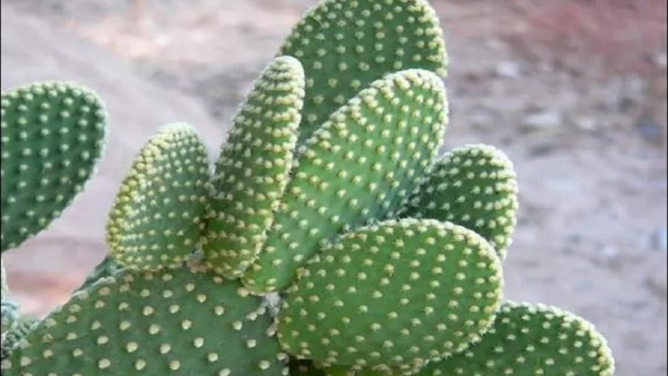 What Are The Benefits Of Cactus Plant